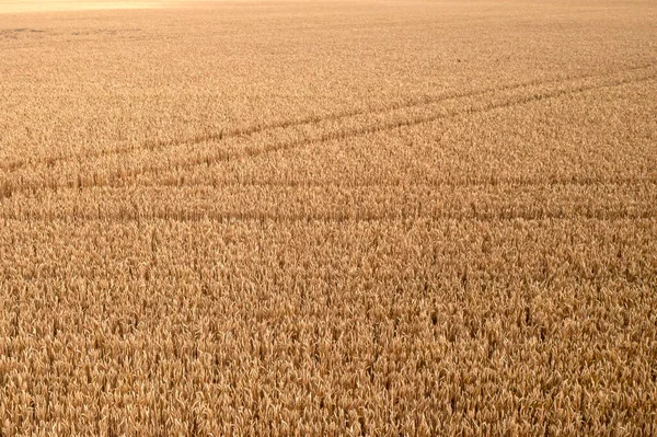 Krajobraz Rolniczy Okresie Letnim Pole Złotej Pszenicy Koncepcja Rolnictwa — Zdjęcie stockowe