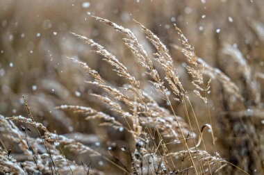 Kış manzarası, kar yağışı sırasında bulanık bir arka planda karlı çimen sapları. Yakın plan.