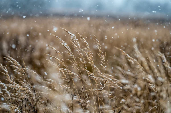 Zimní Pohled Zasněženými Stébly Suché Trávy Rozmazaném Pozadí Během Sněžení — Stock fotografie