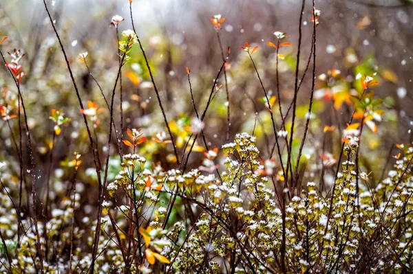 Primeiros Arbustos Cobertos Neve Com Folhas Verdes Amareladas Close — Fotografia de Stock