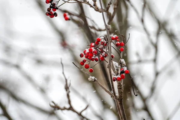 Bagas Rowan Vermelhas Cobertas Neve Uma Árvore Inverno — Fotografia de Stock