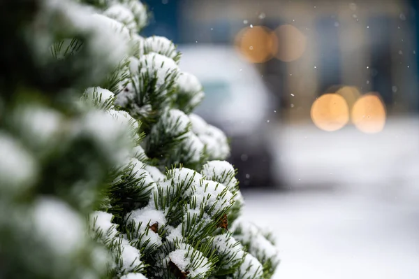 Karla Kaplı Çam Ağacı Kış Arkaplanı — Stok fotoğraf