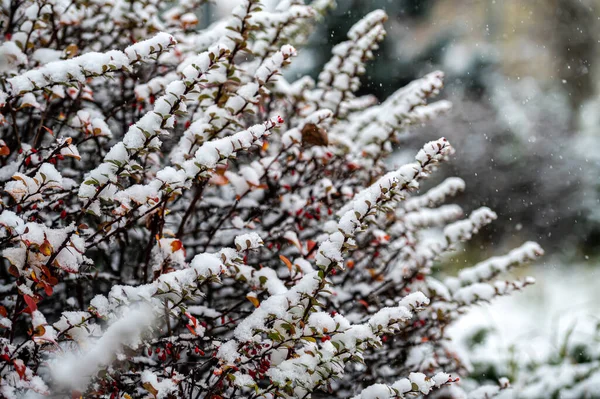 メギの果実 枝にメギ 枝に霜でメギ 冬の背景 — ストック写真