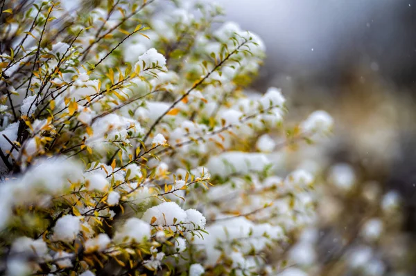 Karla Kaplı Çalıların Yakın Görüntüsü — Stok fotoğraf