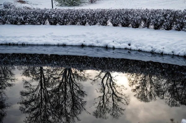 Odbicia Pokrytych Śniegiem Drzew Krzewów Wodzie Stawu Śnieżny Zimowy Dzień — Zdjęcie stockowe