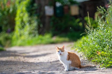 Güneşli bir yaz gününde, güzel bir tekir kedi bahçede yürür..