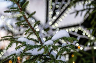 Karlı süslemeli Noel ağacı dalıyla Noel ışıkları. Seçici odak, sığ alan derinliği