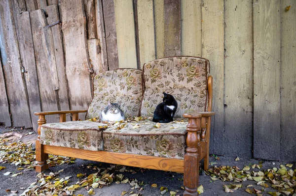 Several cats are sleeping on an old couch in the yard of a country house near a wooden building