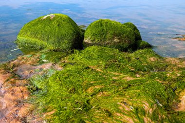 Deniz kıyısındaki kumsallarda yeşil yosun kaplı kayalar. Taşa takılmış deniz yosunları veya yeşil yosunlar. 