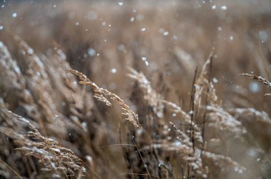 Kış manzarası, kar yağışı sırasında bulanık bir arka planda karlı çimen sapları. Yakın plan.