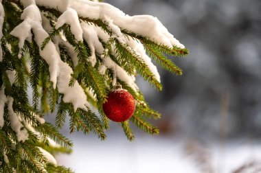 Christmas tree with snow and Christmas ball, festive, winter background with bokeh.