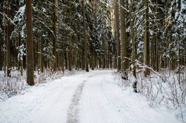 Snowy winter road through a pine forest outside the city