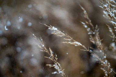 Kış manzarası, kar yağışı sırasında bulanık bir arka planda karlı çimen sapları. Yakın plan.