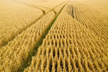 Büyük altın buğday tarlası. Sarı olgun buğday hasat ediyorum. Tarım sektörünü kapatın..