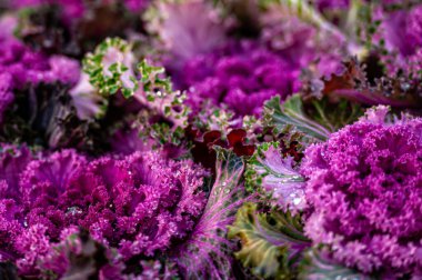Dekoratif lahana mor dantel çiçek, çiy damlalarıyla yakın plan, seçici odak