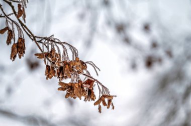 Odaklanamayan arka planda donmuş ağaç dalı. Seçici odak ve alanın sığ derinliği.