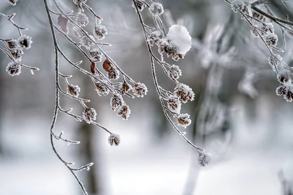 Zamrzlé Větve Stromu Rozostřeném Pozadí Selektivní Zaměření Mělká Hloubka Pole — Stock fotografie