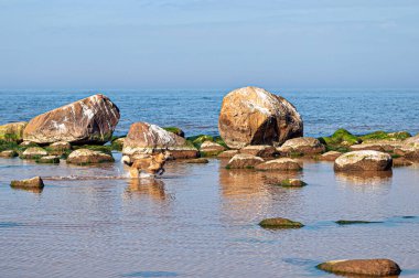 Güneşli bir günde, kayalık bir sahilde koşan Alman çoban köpeği.