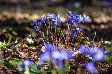 Anemonoides blanda, syn. Anemone blanda, Balkan şakayığı, rüzgâr çiçeği, yakın plan, seçici odak