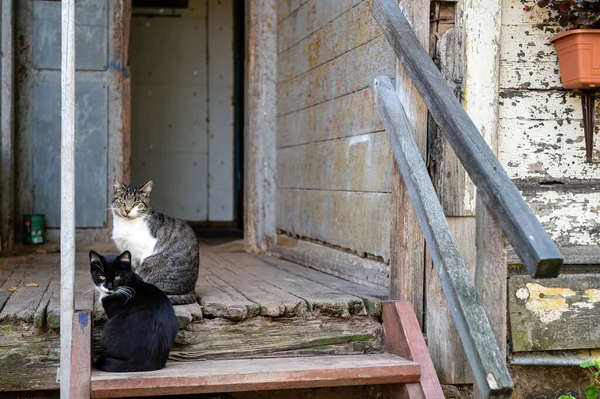 Zwei Katzen Sitzen Auf Holztreppen Eingang Eines Antiken Gebäudes Mit — Stockfoto