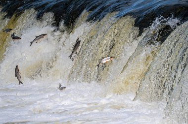 Balıklar akıntıya karşı yumurtlarlar. Vimba Venta Nehri, Kuldiga, Letonya 'daki şelaleden atlıyor.