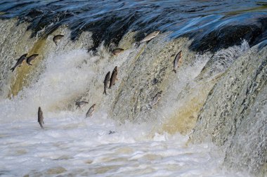 Fishes go for spawning upstream. Vimba jumps over waterfall on the Venta River, Kuldiga, Latvia clipart