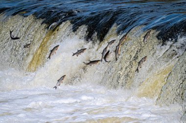 Fishes go for spawning upstream. Vimba jumps over waterfall on the Venta River, Kuldiga, Latvia clipart