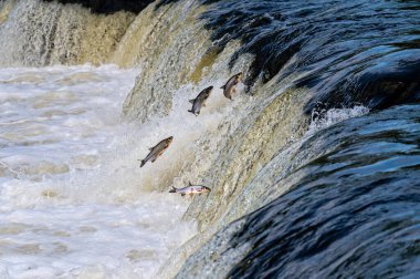 Balıklar akıntıya karşı yumurtlarlar. Vimba Venta Nehri, Kuldiga, Letonya 'daki şelaleden atlıyor.