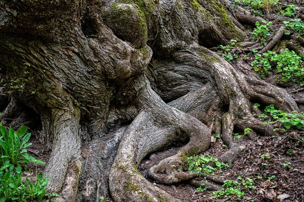 Scénický Pohled Staré Kořeny Stromů Pokryté Mechem Přírodní Zázemí Lesní — Stock fotografie