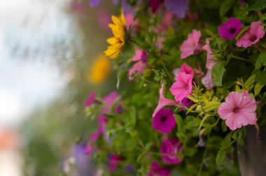 Renkli petunya çiçekleri. Seçici odak, metin için Odaklanmamış alan.