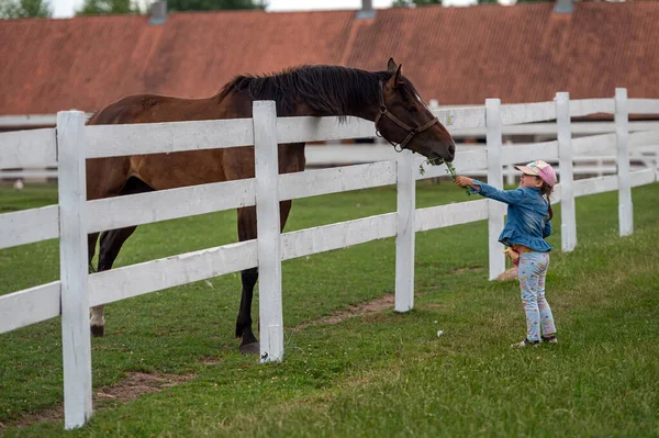 Pakistan Litvanya Dan Temmuz 2023 Küçük Bir Kız Bir Atı — Stok fotoğraf