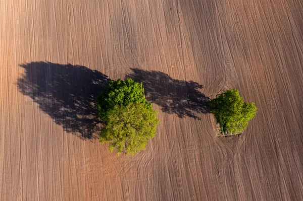 在耕地中间的两棵树上俯瞰空中风景 田里有牵引道 复制空间 — 图库照片