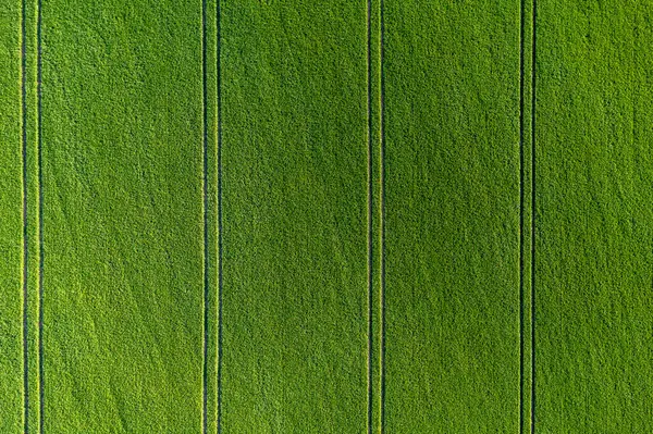 绿地上的绿色农田 抽象的自然模式 — 图库照片