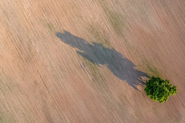 Góry Dół Widok Powietrza Samotne Drzewo Środku Pola Uprawnego Pole — Zdjęcie stockowe