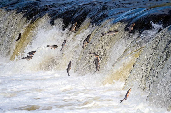 鱼在上游产卵 Vimba跳过拉脱维亚Kuldiga Venta河上的瀑布 — 图库照片
