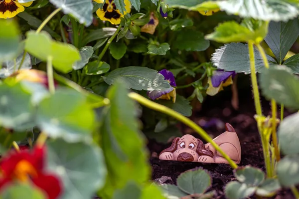 정원에 사이의 클로즈업 — 스톡 사진