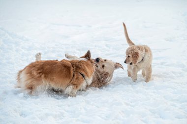 Golden retriever ve Welsh corgi soğuk bir kış gününde beyaz karda oynarlar.