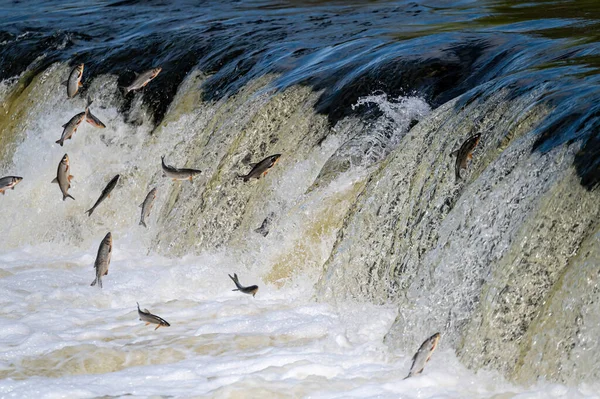 Fishes go for spawning upstream. Vimba jumps over waterfall on the Venta River, Kuldiga, Latvia