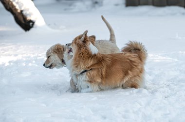 Golden retriever ve Welsh corgi soğuk bir kış gününde beyaz karda oynarlar.