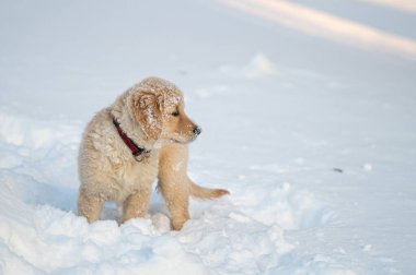 Golden retriever köpek yavrusu karda oynuyor