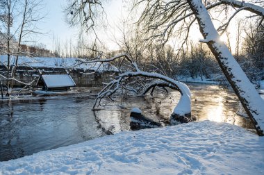 river with leaning snow-covered tree in winter at sunrise, Latvia