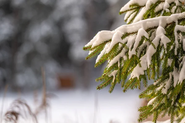 Close-up of snow-covered fir branches, with a strong bokeh.