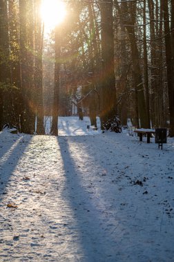 Walking path in the park on a sunny winter day