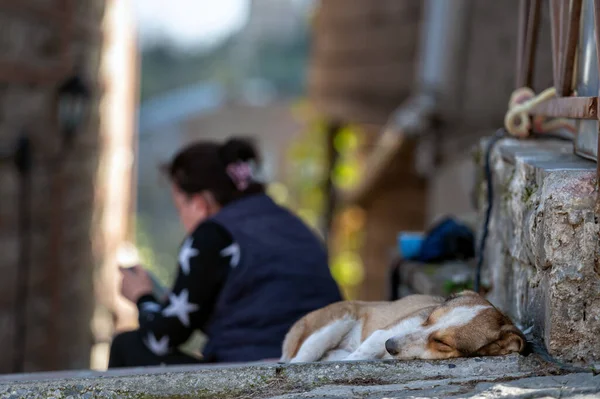 Dog sleeps at top of stairs narrow streets of mountain town, selective focus, defocused background