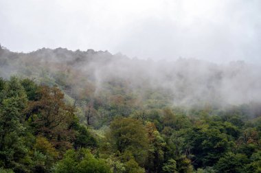 Dağlardaki ormanın üzerinde sis var. Metin için boş alanı olan doğa arkaplanı