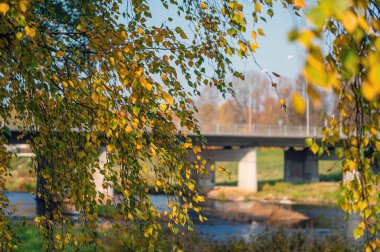 Sonbahar huş dallarını nehrin üzerindeki dağılmış bir trafik köprüsüne yakın çekim