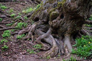 Yosun, doğal arka plan ve orman ortamı ile kaplı eski ağaç kökleri manzarası