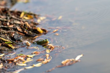 Nehrin yüzeyindeki kurbağa. Yakın plan. Uzayı kopyala Seçici odak