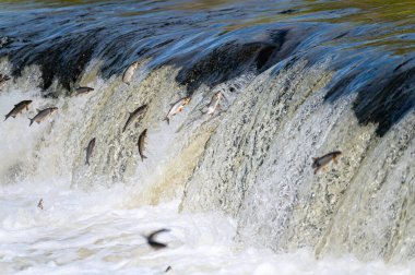 Balıklar akıntıya karşı yumurtlarlar. Vimba Venta Nehri, Kuldiga, Letonya 'daki şelaleden atlıyor.