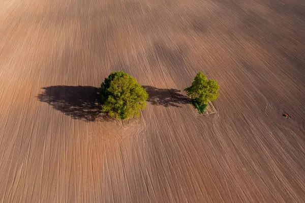 top down aerial view on a two trees in the middle of a cultivated field, field with tractor tracks, copy space
